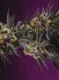 Page: - 73 | High Times