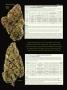 Page: - 78 | High Times
