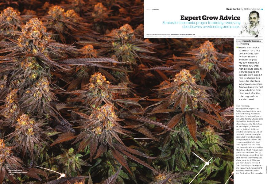 Expert Grow Advice