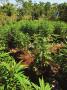 Page: - 122 | High Times