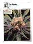 Page: - 146 | High Times
