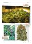 Page: - 148 | High Times