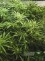 Page: - 19 | High Times
