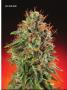 Page: - 79 | High Times