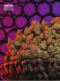 Page: - 80 | High Times