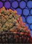 Page: - 81 | High Times