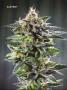 Page: - 82 | High Times