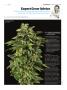 Page: - 131 | High Times