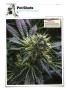 Page: - 146 | High Times