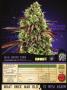 Page: - 159 | High Times