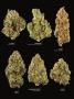 Page: - 17 | High Times