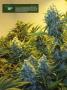 Page: - 18 | High Times