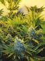 Page: - 19 | High Times