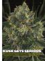 Page: - 59 | High Times