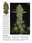Page: - 60 | High Times