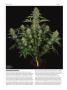 Page: - 64 | High Times