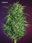 Page: - 79 | High Times