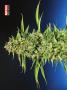 Page: - 80 | High Times