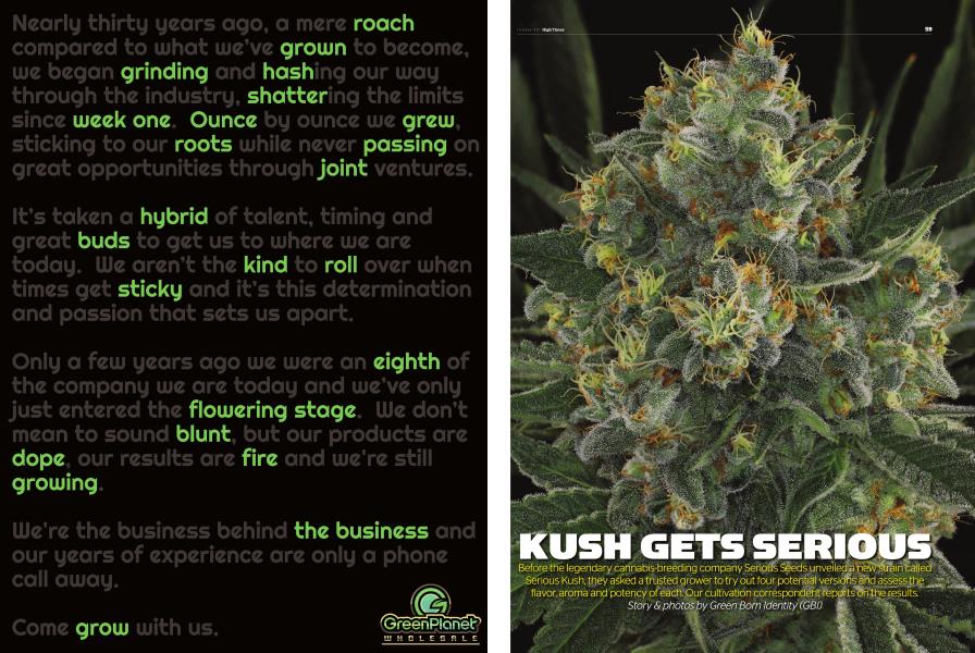 KUSH GETS SERIOUS