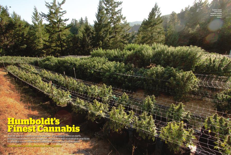 Humboldt's Finest Cannabis