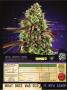 Page: - 151 | High Times