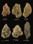 Page: - 17 | High Times