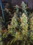 Page: - 20 | High Times