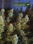 Page: - 21 | High Times