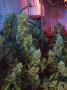 Page: - 68 | High Times