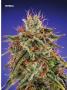Page: - 75 | High Times