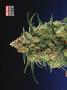 Page: - 76 | High Times