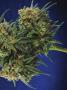 Page: - 77 | High Times