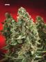 Page: - 78 | High Times