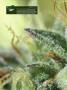 Page: - 16 | High Times
