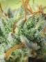 Page: - 17 | High Times