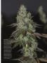 Page: - 69 | High Times
