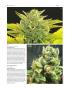 Page: - 72 | High Times