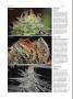 Page: - 74 | High Times