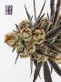 Page: - 76 | High Times