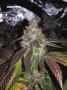 Page: - 78 | High Times