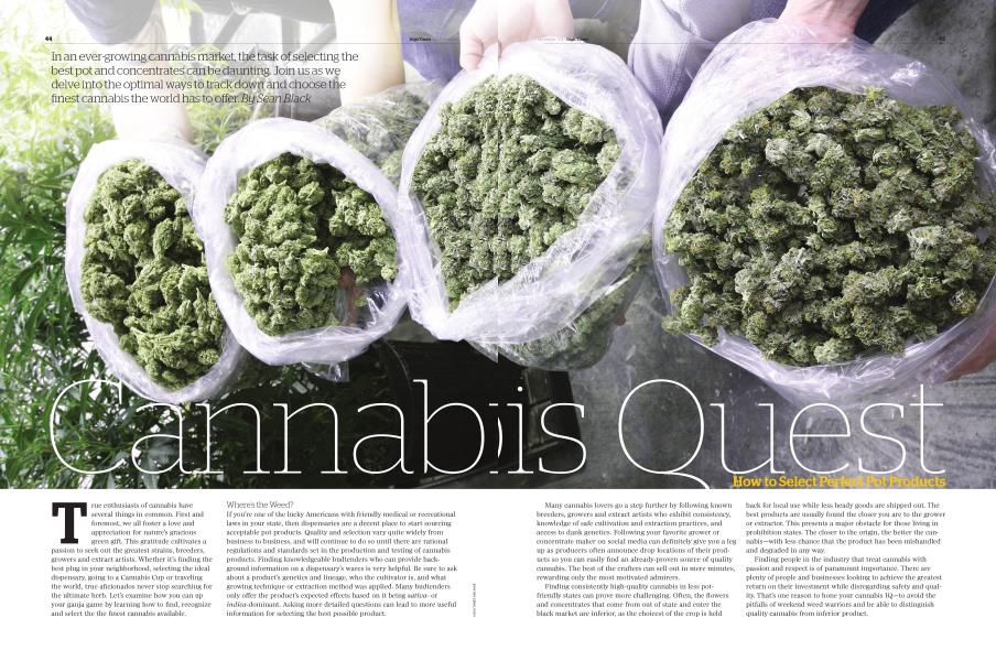 Cannabis Quest How to Select Perfect Pot Products
