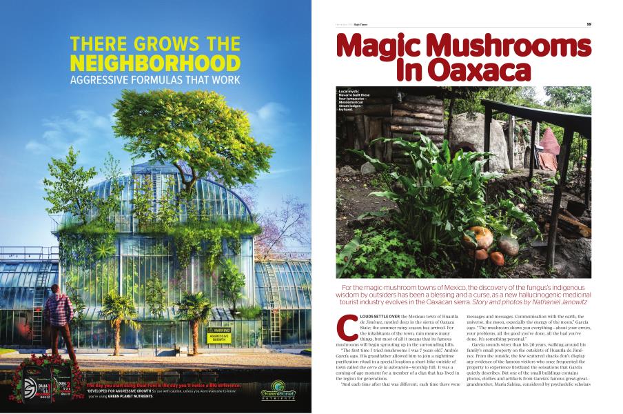 Magic Mushrooms In Oaxaca
