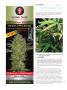 Page: - 112 | High Times