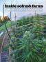 Page: - 68 | High Times