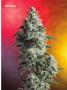 Page: - 75 | High Times