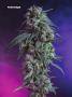 Page: - 78 | High Times