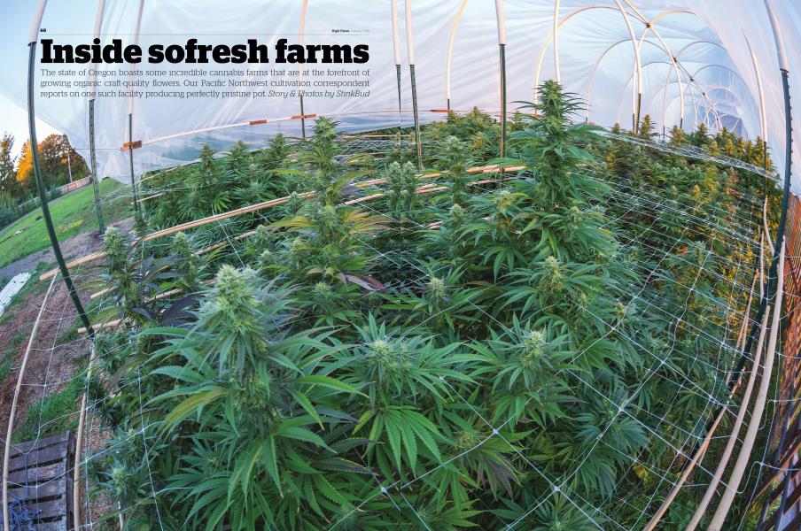 Inside sofresh farms