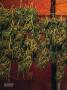 Page: - 108 | High Times