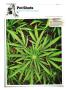 Page: - 130 | High Times
