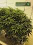 Page: - 21 | High Times